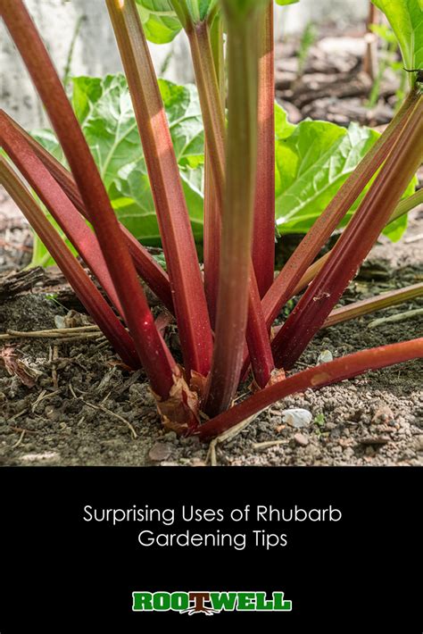 Rhubarb Surprising Uses Gardening Tips Tricks Growing Rhubarb