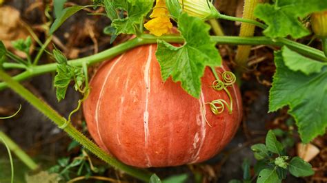 Cómo cultivar calabaza en el jardín con éxito