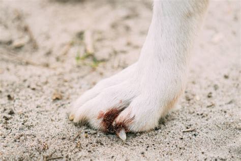 Dog Hurt Paw Stock Photos Pictures And Royalty Free Images Istock