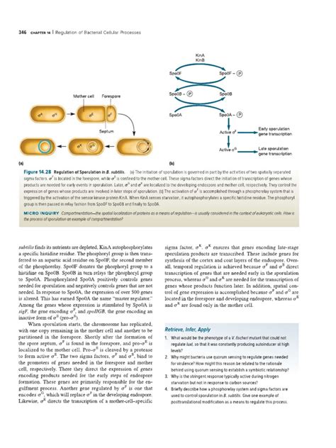 Lytic Cycle | PDF