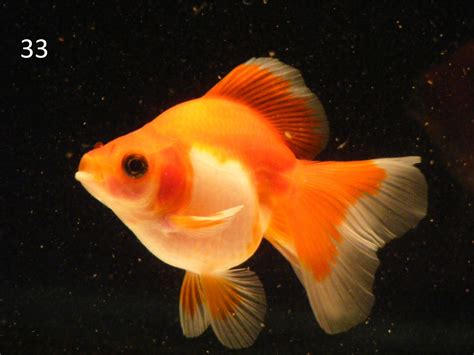 Site for Goldfish Keepers - Culling Scale Types