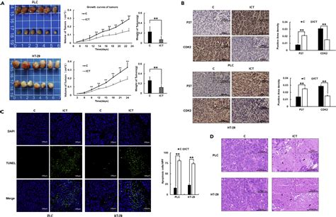 Icaritin Inhibits CDK2 Expression And Activity To Interfere With Tumor