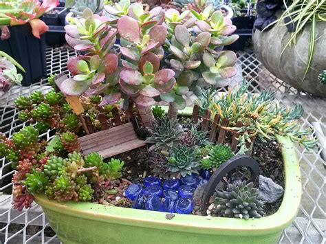 Annuals & Succulents – Harmony Nursery