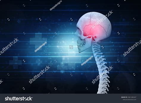 D Illustration Human Skull Spinal Cord Stock Illustration