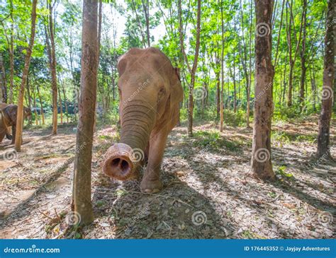 A Close Up of an Asian Elephant`s Trunk Stock Photo - Image of asia, natural: 176445352