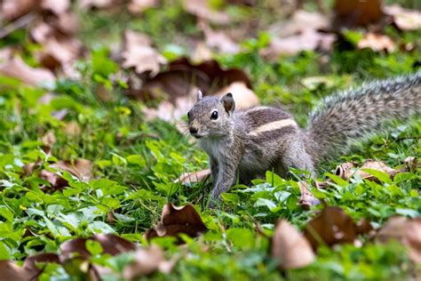 Quels Sont Les Animaux Qui Creusent Des Trous Dans Les Jardins Encd