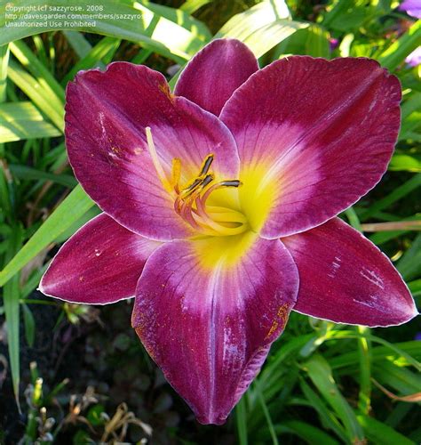 Plantfiles Pictures Daylily Queen Priscilla Hemerocallis By Sazzyrose