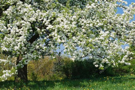 Apple tree blossom — Stock Photo © DmitryRukhlenko #2304759