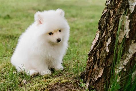 7 Reputable Pomsky Breeders In The U.S.