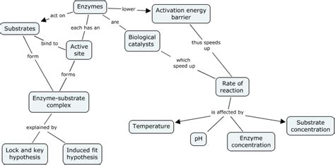 Enzymes