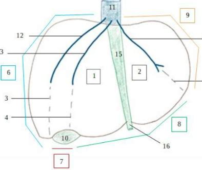 Apparel Digestif Face Ant Rieure Du Foie Diagram Quizlet