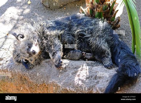 Binturong (Asian Bearcat), Fuengirola Zoo (Bioparc), Fuengirola, Costa del Sol, Malaga Province ...