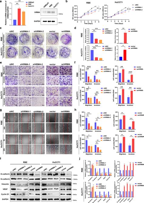 Virma Promotes Icc Proliferation Invasion And Metastasis In Vitro A