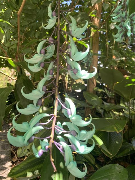 Jade Vine From Arara St Kuranda QLD AU On August 7 2023 At 12 13 PM