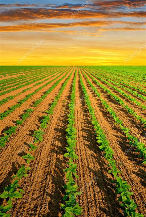 Field in the sunset — Stock Photo © vencav #50912599