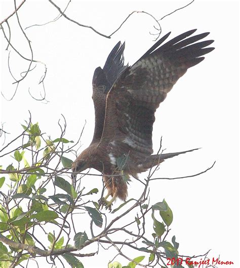 Black Kite From Kowdenahalli Lake And Park On October 31 2017 At 0746