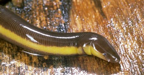 Caecilian Pictures Az Animals