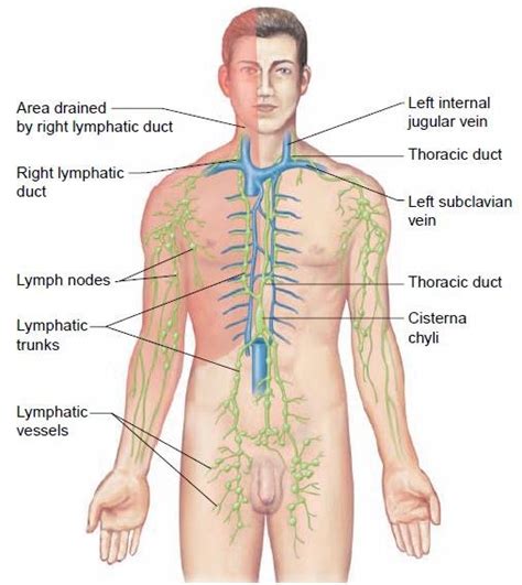 The lymphatic system, areas drained by the right lymphatic duct... | Download Scientific Diagram