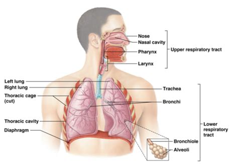 Chapter 21 Respiratory System And Assessment Key Terms And Learning