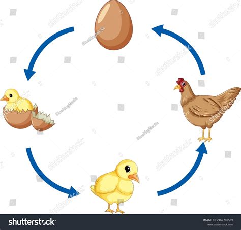 Chicken Life Cycle Diagram Illustration Stock Vector Royalty Free