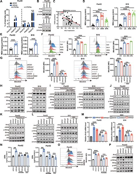 Inhibition Of ACLY Overcomes Cancer Immunotherapy Resistance Via