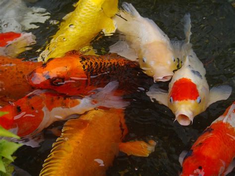 Pet Koi Fish Koi Pet Fish Otters Attack Otter Feast Bird Ecology Study