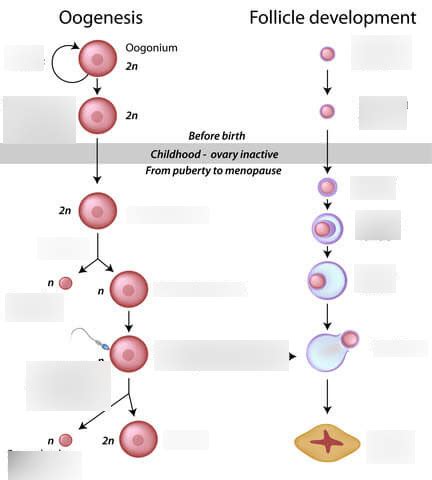 Oogenesis Diagram | Quizlet