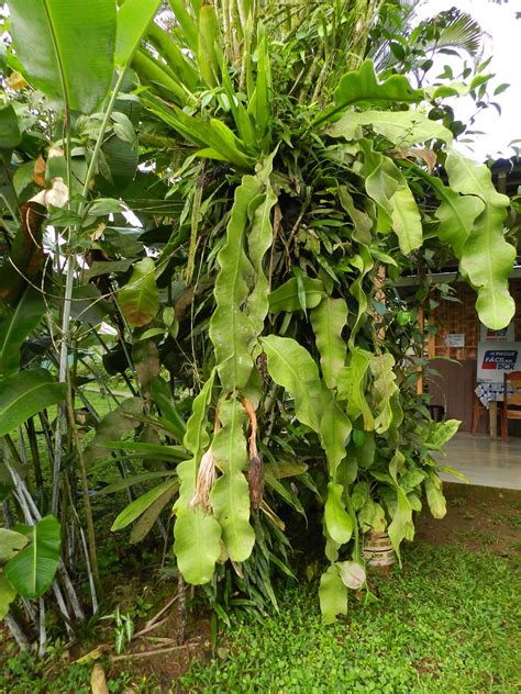 Epiphyllum Grandilobum F A C Weber Britton Rose Flickr