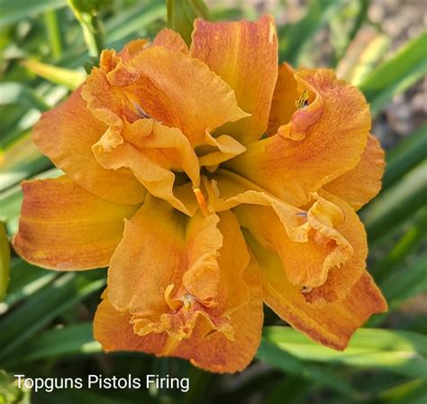 Daylily Hemerocallis Topguns Pistols Firing In The Daylilies