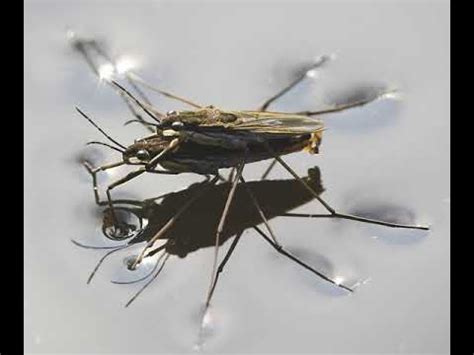 neuston wikipedia audio article youtube