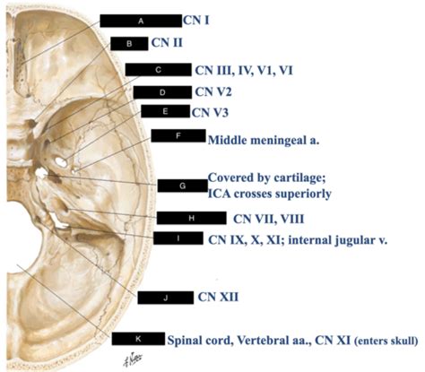 Cranium Foramina Pictures Flashcards | Quizlet