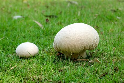 Puffball Mushroom - Meigs Point Nature Center