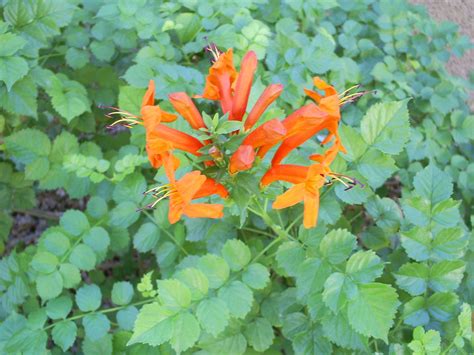 Brad S Tropical Paradise Blooming Cape Honeysuckle In Arizona