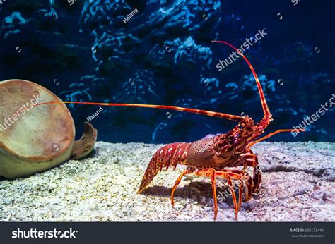 105,539 Sea Lobster Images, Stock Photos & Vectors | Shutterstock