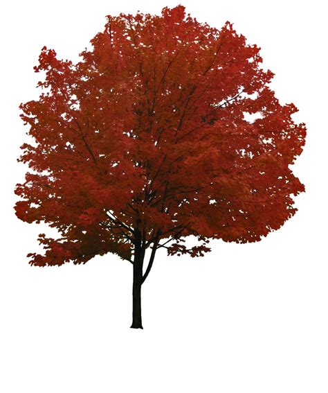 Large Nature Tree PNG Image PurePNG Free Transparent CC0 PNG Image