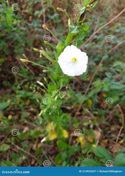 Bindweed (Convolvulus Arvensis) Royalty-Free Stock Image