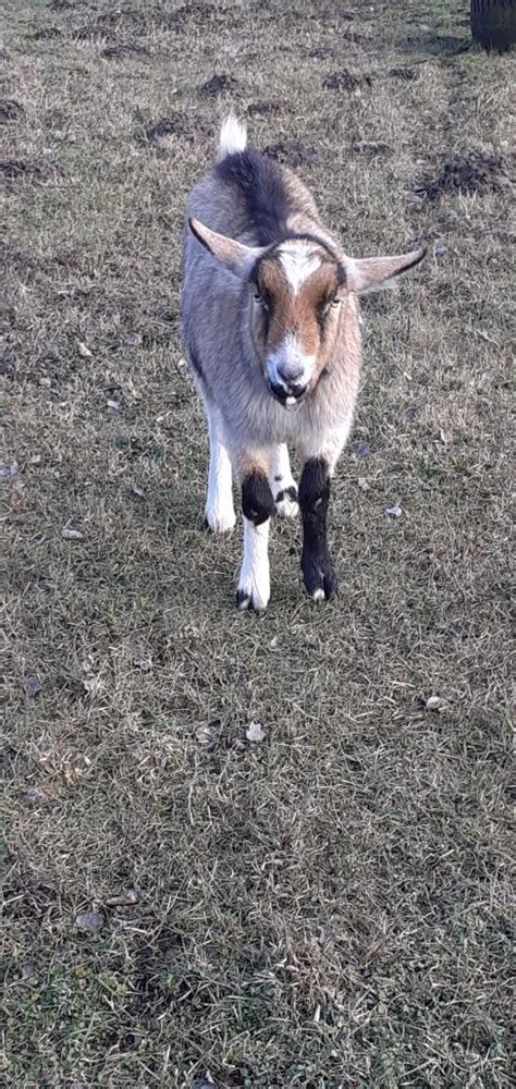 Sprzedam M Ode Kozy Drezdenko Olx Pl