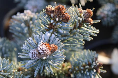 Abies Lasiocarpa Glauca Compacta Conifer Kingdom