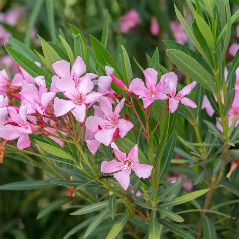 ripee kanernerium oleander flower plant rare oleander flower plant