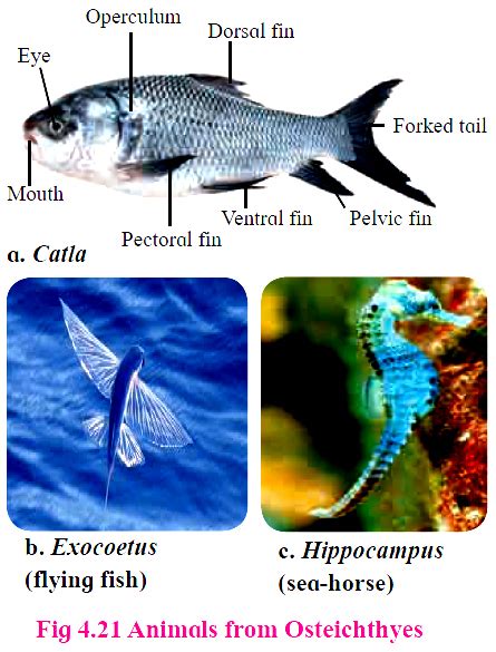 Class Osteichthyes Labeo