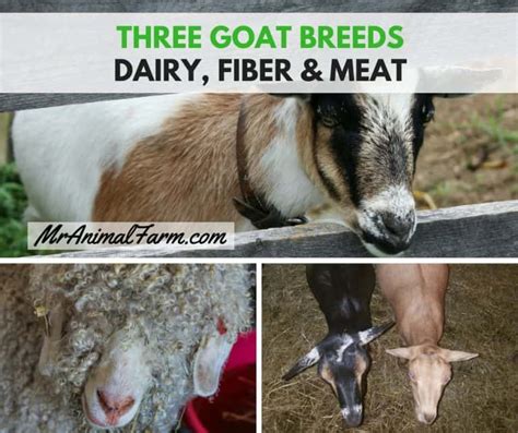 Goat Breeds - 3 Types of Goats (Dairy, Fiber, Meat) - Mranimal Farm