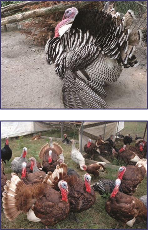 Us Poultry Industry Manual Scope Of The Turkey Industry The Poultry Site