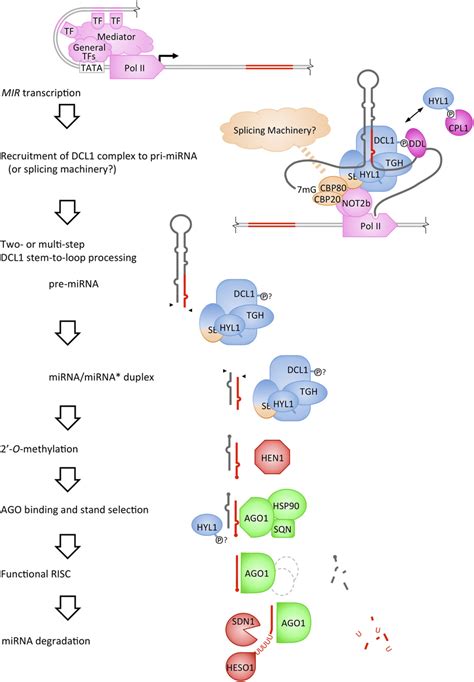 Summary Of The Major Steps In Mirna Biogenesis And Turnover Download