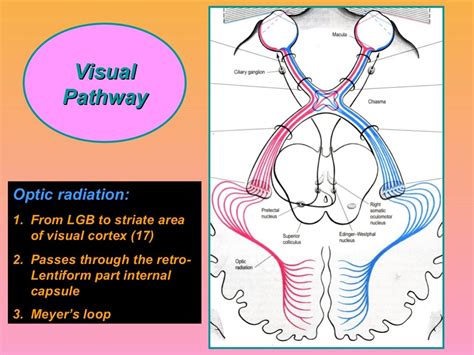 visual pathway