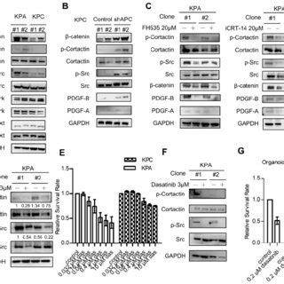 The Kpa Cancer Cells Are Highly Invasive And Tumorigenic A