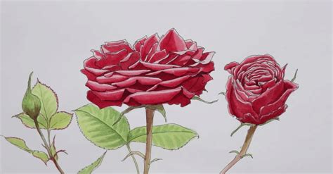 Desenhos Simples De Rosas A Lápis Para Crianças