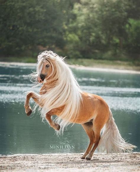 Exquisite Beauty of Minh Dan Horse