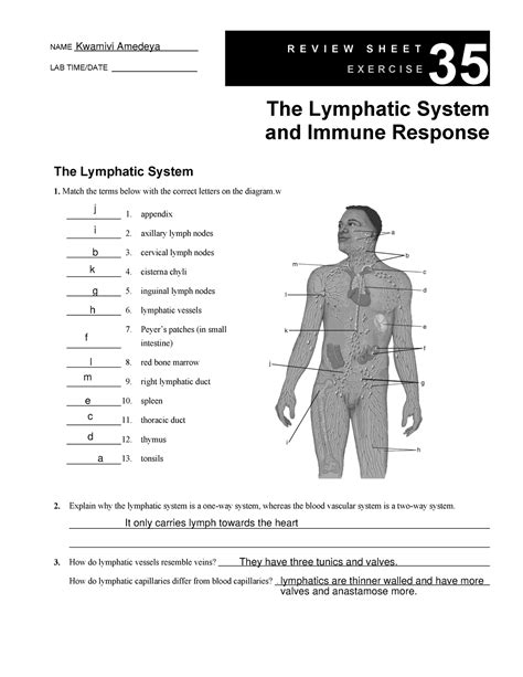 Ex 35 Lymphatic System The Human Body NAME LAB TIME DATE Studocu