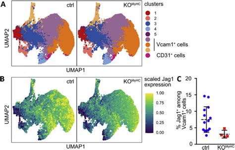 Flow Cytometry Analysis Of E13 5 Hearts A Clustering Of CD45 Ter119