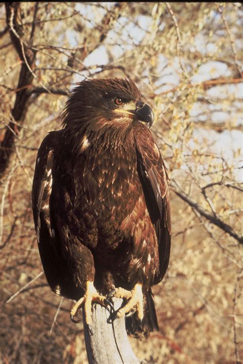 Free picture: immature, bald, eagle